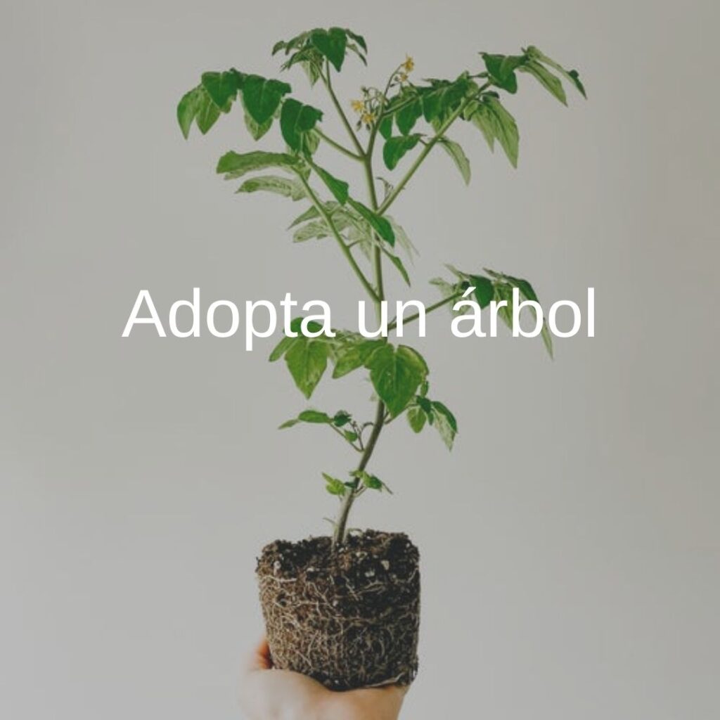 adopta un árbol